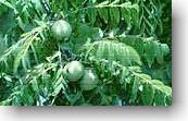 black walnut herb
