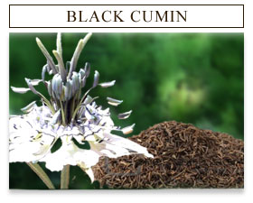 Black Cumin
